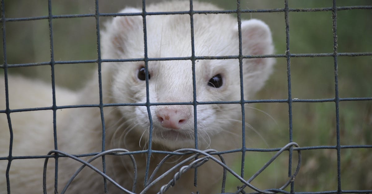 découvrez tout sur les furets, des animaux de compagnie fascinants et joueurs. apprenez à les élever, à les nourrir et à comprendre leur comportement pour garantir leur bien-être et créer un lien fort avec eux.