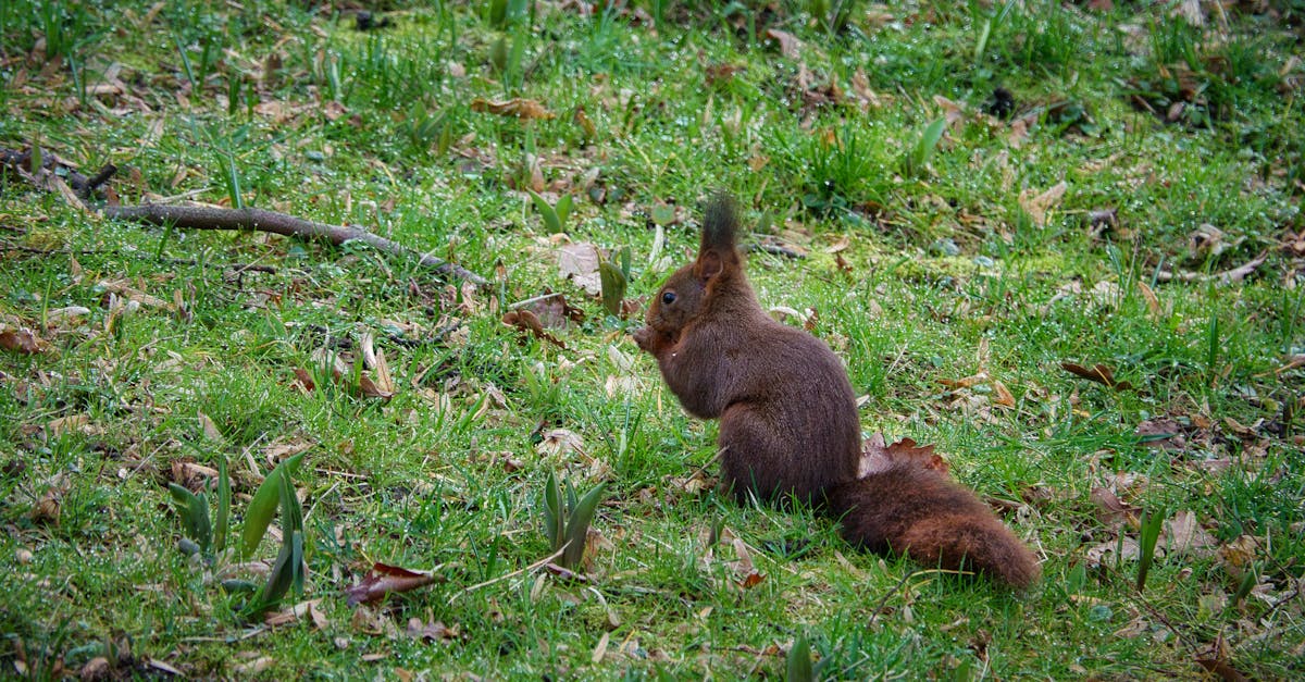 découvrez tout ce que vous devez savoir sur les furets : leur comportement, leur alimentation, leurs besoins en habitat et comment en prendre soin pour qu'ils vivent heureux et en bonne santé.