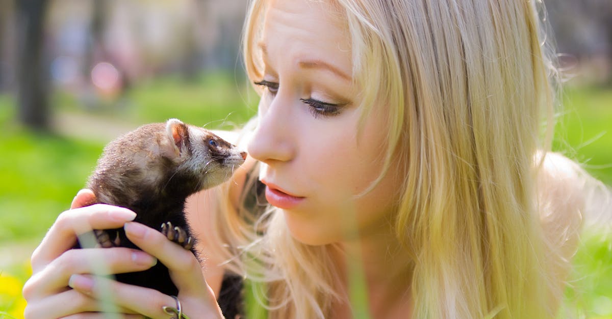 découvrez l'univers fascinant des furets : ces animaux de compagnie curieux et affectueux. apprenez tout sur leur comportement, leur alimentation et les soins à leur apporter pour leur assurer une vie heureuse et épanouie. idéal pour les futurs propriétaires et les passionnés d'animaux !