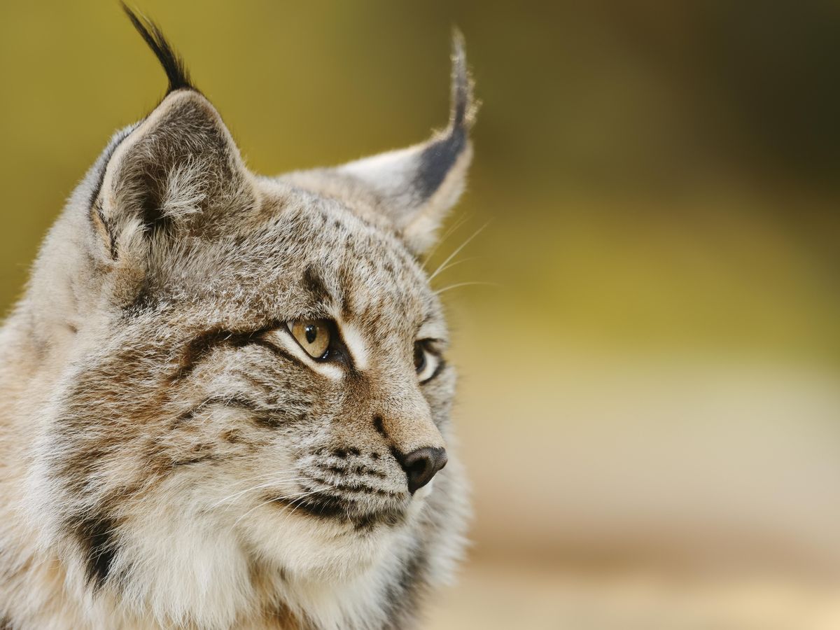 découvrez le lynx, cet animal majestueux et mystérieux des forêts. apprenez tout sur son habitat, ses comportements et son rôle dans l'écosystème. explorez la beauté et la préservation de cette espèce fascinante.